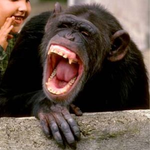 μαϊμού που γελάει