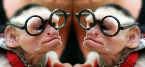 Αντικρυστές Μαϊμούδες με Γυαλιά